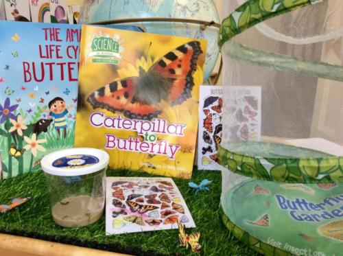 Butterfly Life Cycle Investigation